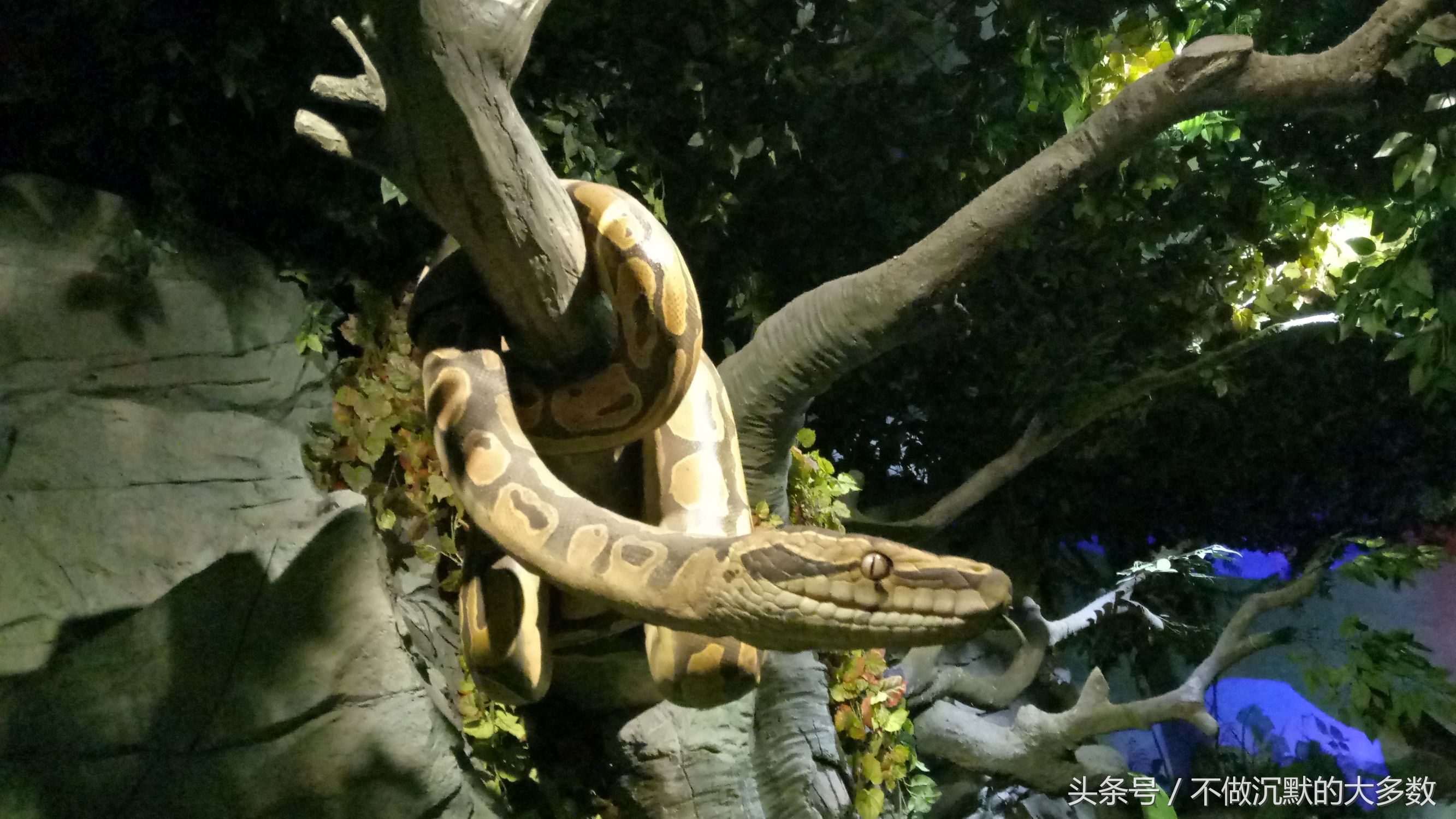 广州长隆野生动物园金蛇秘境直播,长隆野生动物园金蛇秘境害怕吗