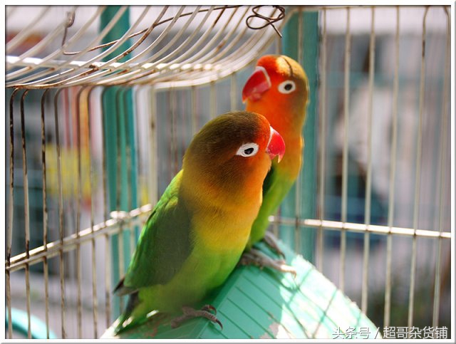 鹦鹉入门基础知识大全书,鹦鹉新手入门技巧教程