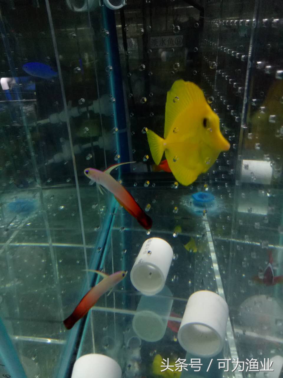 观赏海水鱼雀鲷,观赏海水鱼蝠鲼