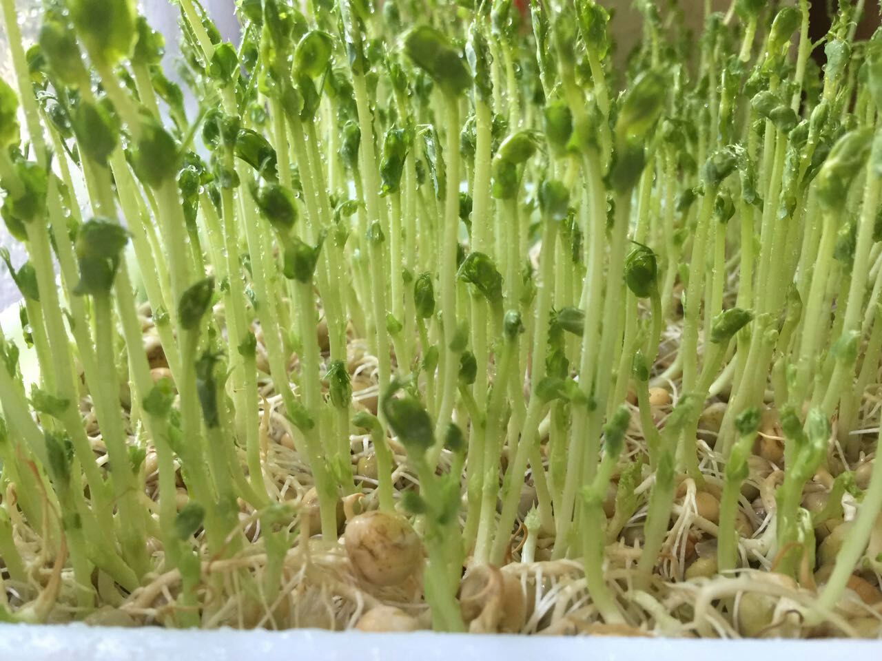 降三高美容养颜的水果,健康抗癌防癌的菜谱