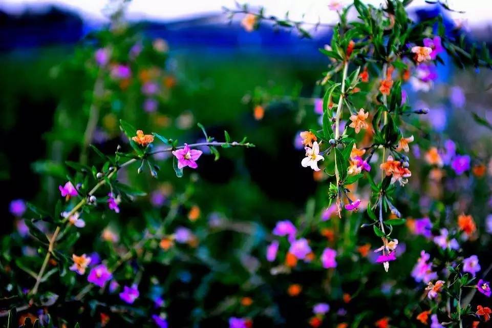 本草纲目中的枸杞,本草纲目枸杞篇