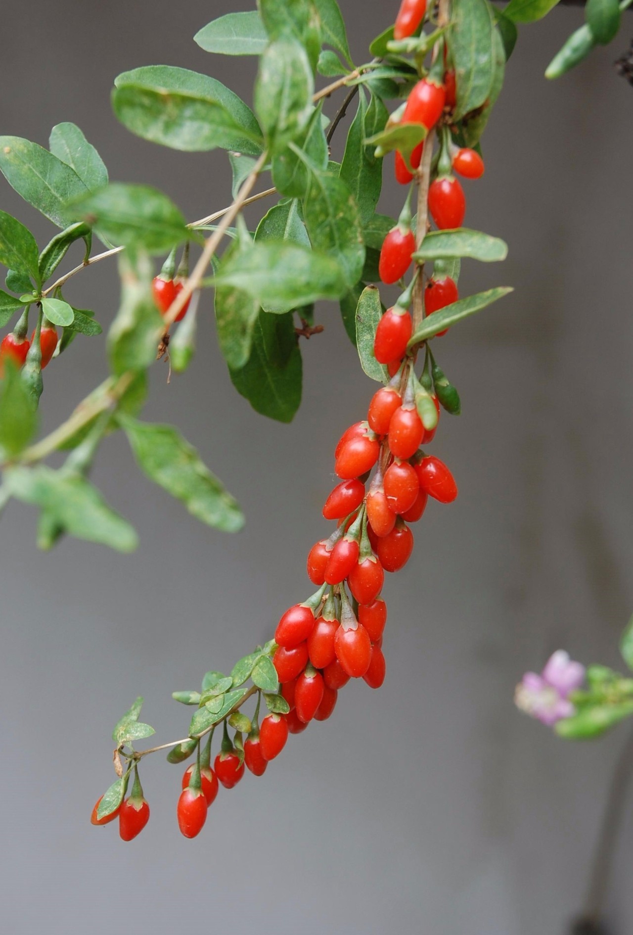 本草纲目中的枸杞,本草纲目枸杞篇