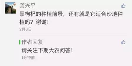 黑枸杞的习性,黑枸杞野生和养殖怎么区别