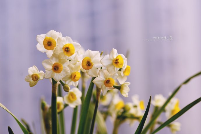 水仙花卉美图,植物水仙子图片