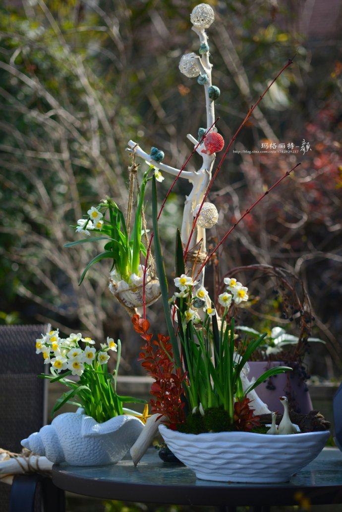 水仙花卉美图,植物水仙子图片