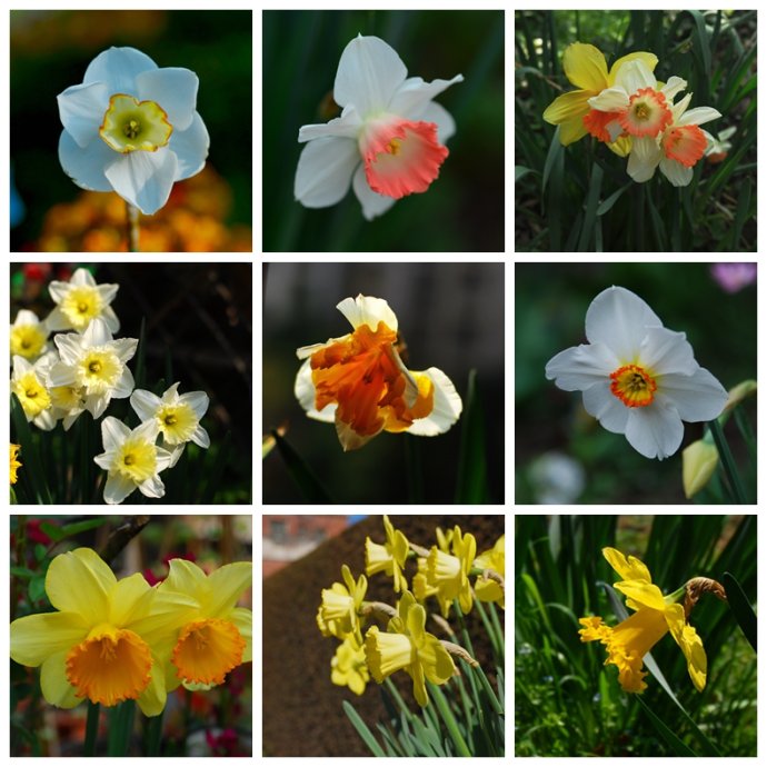 水仙花卉美图,植物水仙子图片