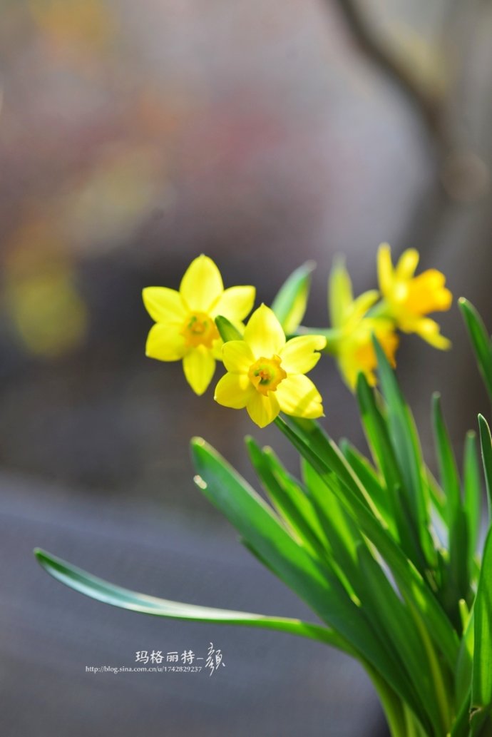 水仙花卉美图,植物水仙子图片