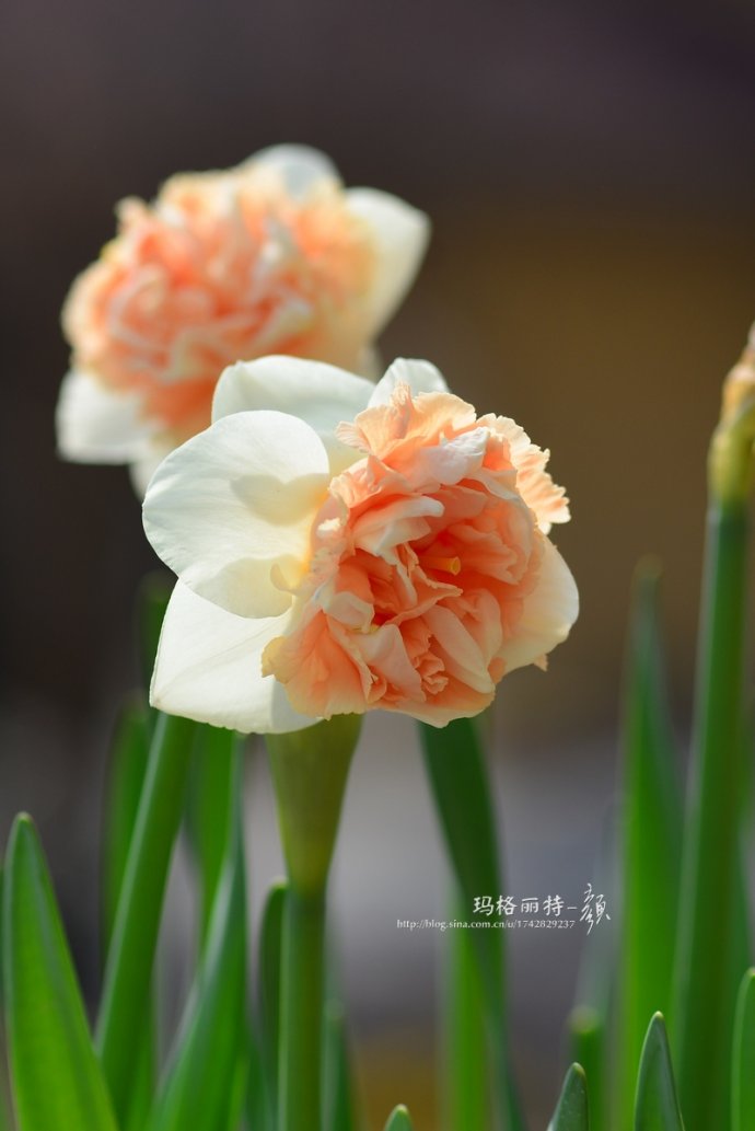 水仙花卉美图,植物水仙子图片