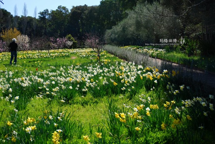 水仙花卉美图,植物水仙子图片