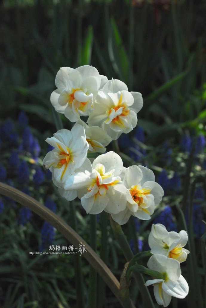 水仙花卉美图,植物水仙子图片