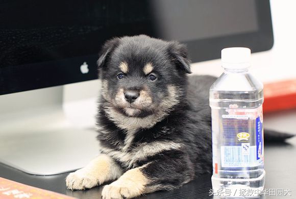 被遗弃的田园犬坎坷的领养之路,四眼田园犬成长过程