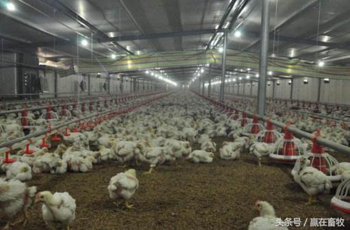 蛋鸡法氏囊的症状和治疗,鸡得法氏囊病以后好养吗