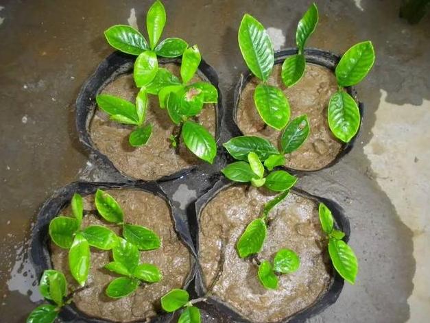 栀子花怎么扦插才能成活率高,栀子花如何扦插繁殖方法