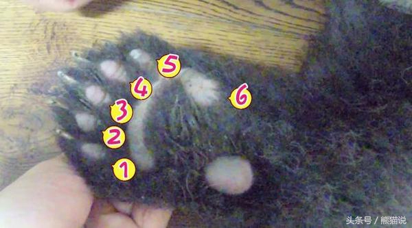 大熊猫的头部是什么样的,大熊猫的耳朵是什么样子的