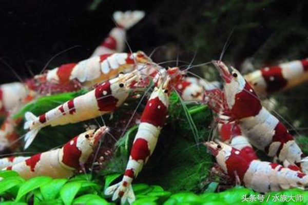 水晶虾繁殖需要什么条件,水晶虾一次可以繁殖几只