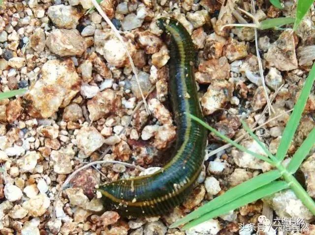 蚂蟥与水蛭养殖,水蛭蚂蝗养殖的真相