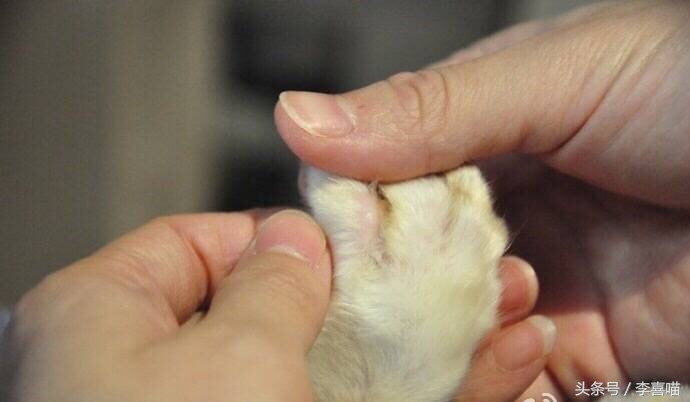 如果猫咪得了猫癣该怎么办,总有人问猫咪生病怎么回答