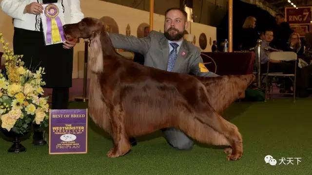 德牧登顶！BIS视频！世界第一犬展2017西敏寺赛果总汇