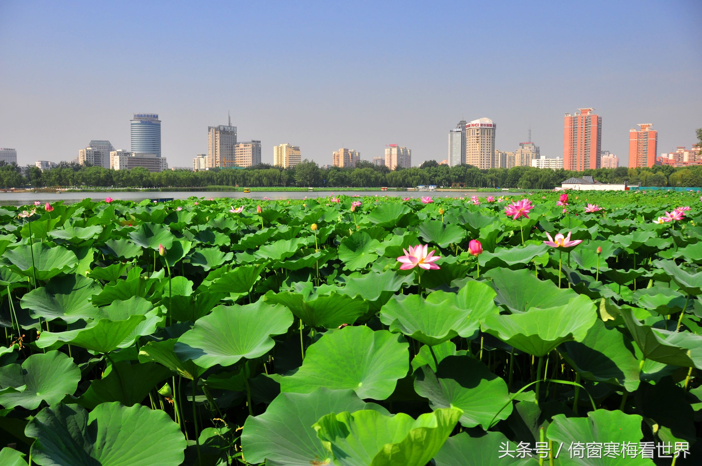 以莲花为名的景点,北京莲花池公园里有莲花亭吗