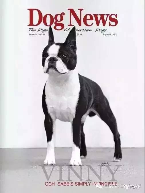 德牧登顶！BIS视频！世界第一犬展2017西敏寺赛果总汇