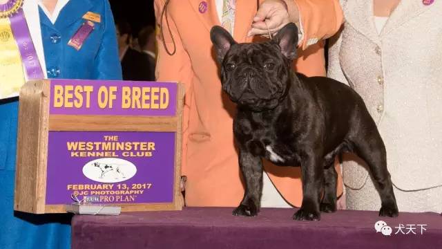 德牧登顶！BIS视频！世界第一犬展2017西敏寺赛果总汇
