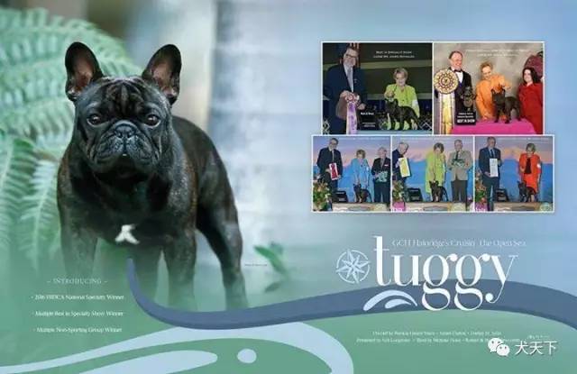 德牧登顶！BIS视频！世界第一犬展2017西敏寺赛果总汇