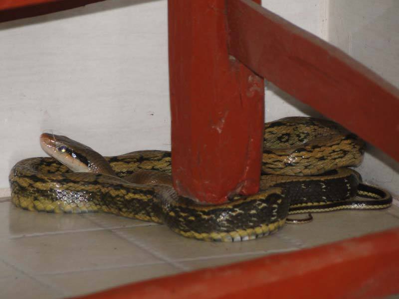 家蛇为什么不能打民间故事,为什么不能打家蛇有科学道理吗