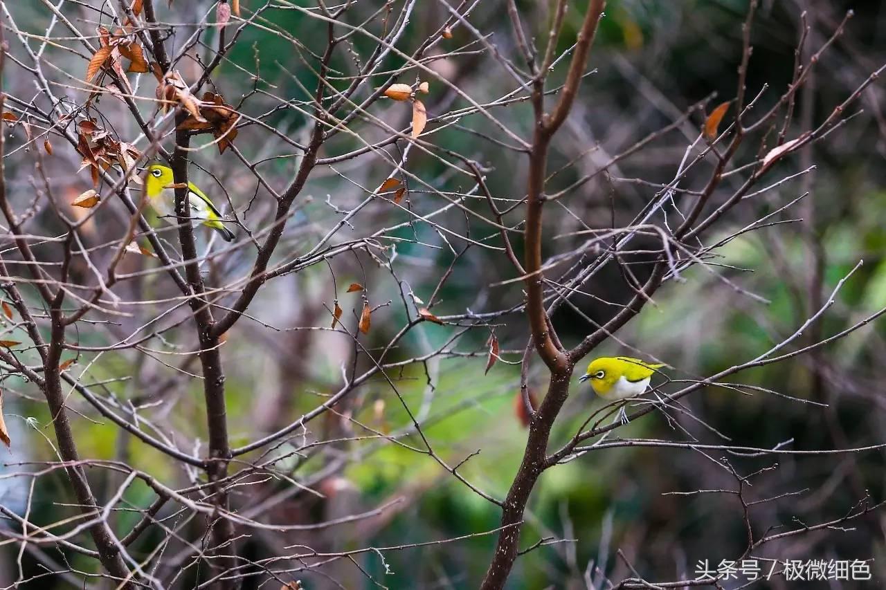 微信群发拜年祝福语怎么发,微信拜年群发