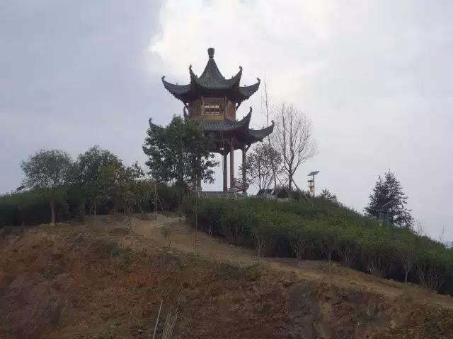 茶产业转型升级的意义,茶产业转型升级的建议