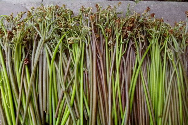 哪些野菜可以降血压降血糖,致癌的三种蔬菜野菜图片大全