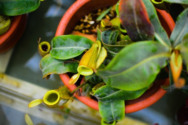 盆栽国色天香,国色天香立春