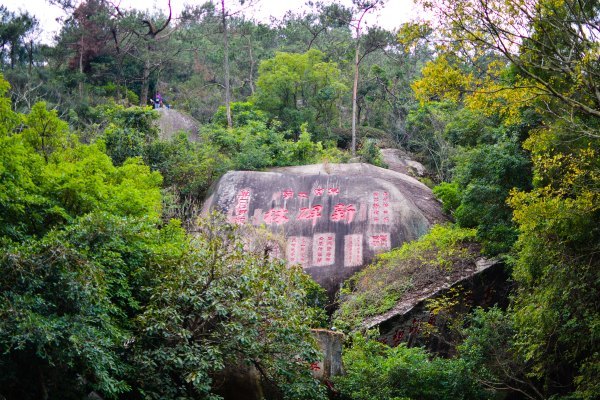 盆栽国色天香,国色天香立春