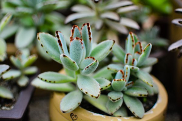 盆栽国色天香,国色天香立春