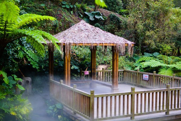 盆栽国色天香,国色天香立春