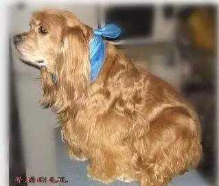 为什么狗狗绝育会胖,为什么狗狗绝育了会变胖