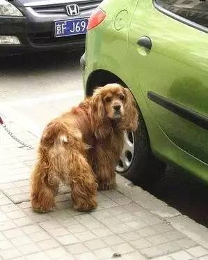 为什么狗狗绝育会胖,为什么狗狗绝育了会变胖