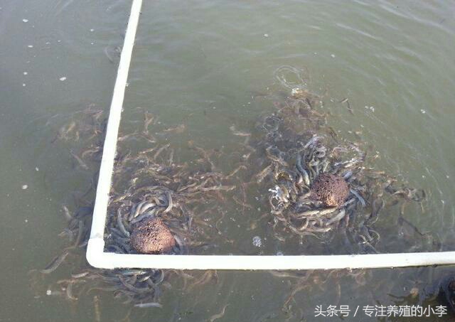 一万六千元的泥鳅苗,哪种泥鳅苗便宜