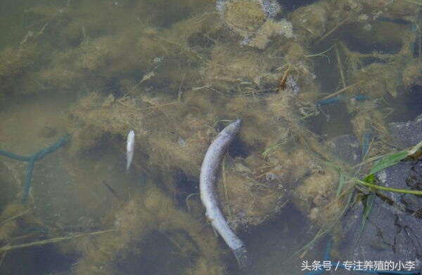 一万六千元的泥鳅苗,哪种泥鳅苗便宜