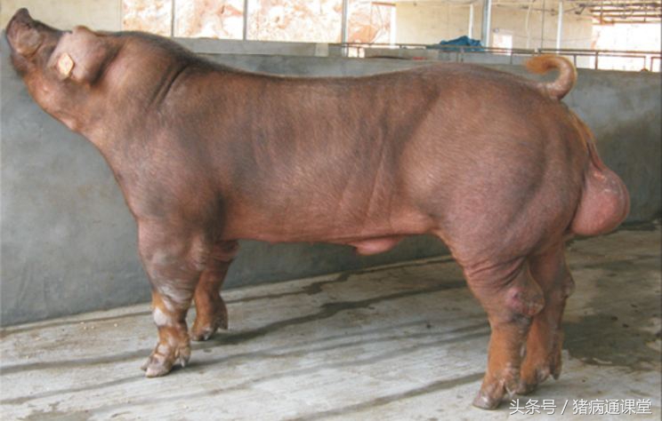 病毒性和细菌性拉肚子区别,病毒性拉稀一般是什么引起的