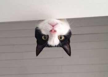 为什么澳洲的奶粉比国版的便宜,澳洲奶粉好还是俄罗斯奶粉好