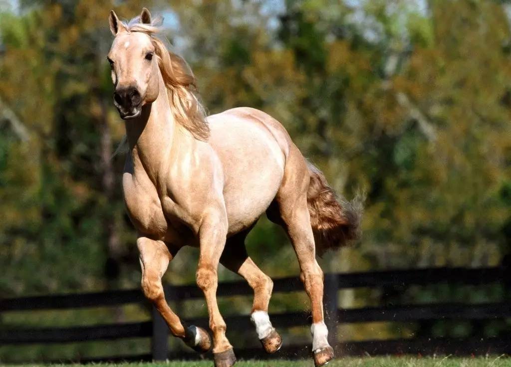 左传上的烛之武退秦师全文及翻译,左传烛之武退秦师小视频