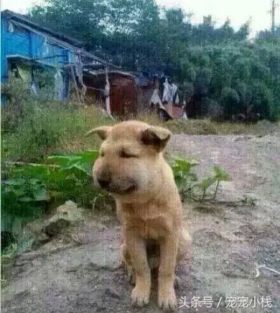 被马蜂蛰的狗狗的真相,狗狗被蜜蜂蜇伤后别只顾着笑