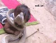 女生的嘴是撅着的,姑娘的嘴