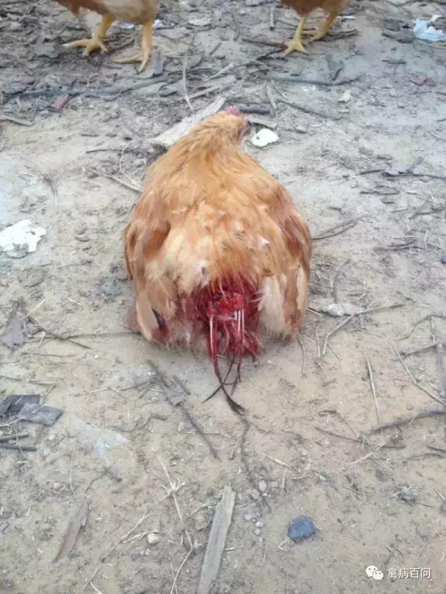 鸡啄毛吃毛是怎么回事,鸡吃啄肛啄羽灵有副作用吗