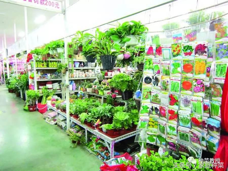 种菜不生根,为什么买的蔬菜种子种不出来