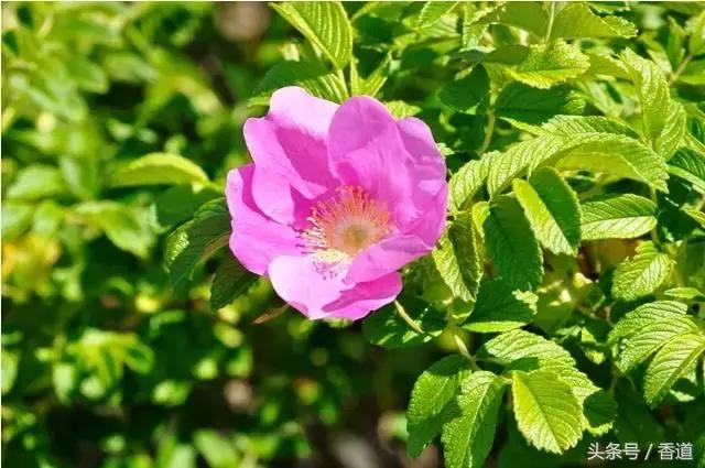 可囊可食,可嗅可观,可插可戴的玫瑰,才是“真玫瑰”
