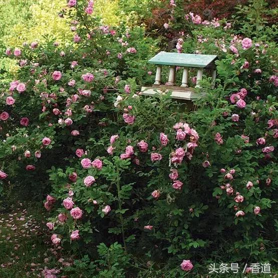 可囊可食,可嗅可观,可插可戴的玫瑰,才是“真玫瑰”