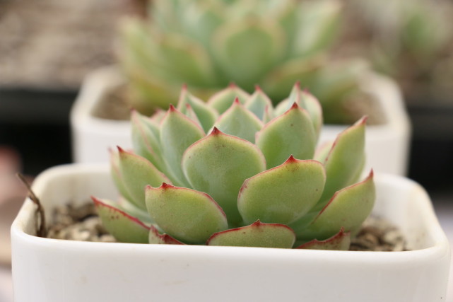 情人节送多肉咋说,多肉情人节礼物