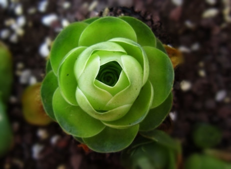 情人节送多肉咋说,多肉情人节礼物