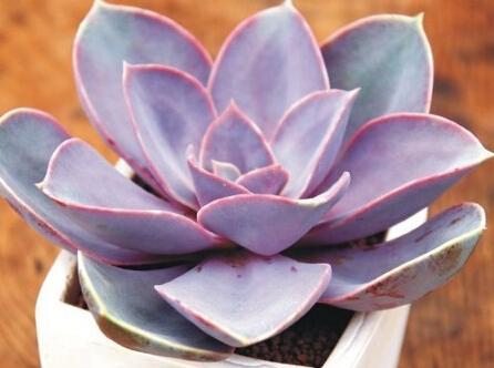 情人节送多肉咋说,多肉情人节礼物